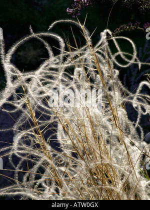 Goldene Feder Gras (Stipa pulcherrima 'Lanceolata') Stockfoto