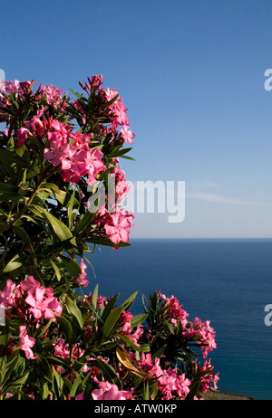 Oleander (Nerium Oleander) mit Blick auf das Ägäische Meer, Ios Stockfoto