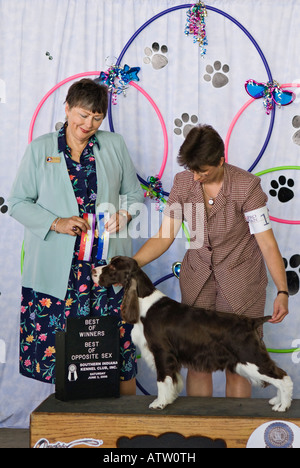 Hundeführer und Richter posiert mit ausgezeichneten Englisch Springer Spaniel in Konformation Hundeausstellung Stockfoto