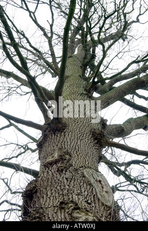 Nachschlagen in einer alten Eiche im Winter Quercus robur Stockfoto