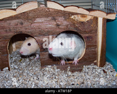 Weiße Haustier Ratte aus ihrem Häuschen gucken Stockfoto