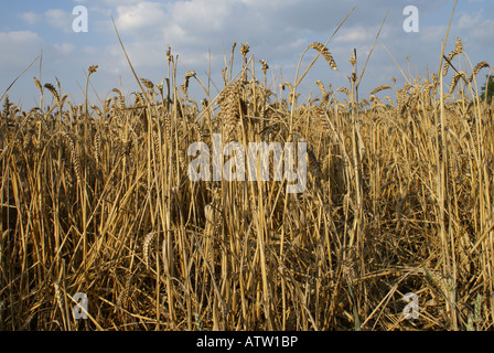 Maiskolben in einem Weizenfeld bei der Ernte Stockfoto