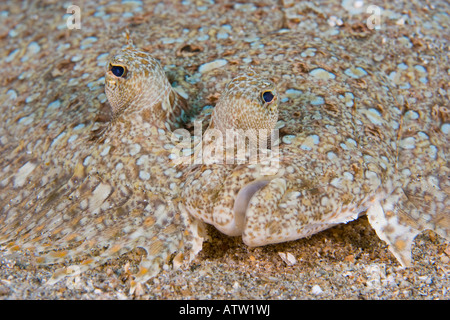 Peacock Flunder, Bothus Mancus, Hawaii. Stockfoto