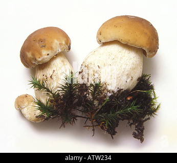 CEP oder Penny Bun Boletus Edulis diesem Pilz ist vielleicht die wichtigste essbaren Arten Stockfoto