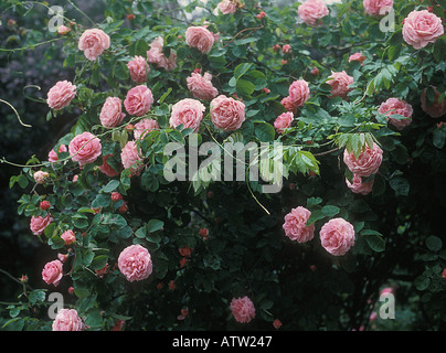 Constance Spry Kletterrose Stockfoto