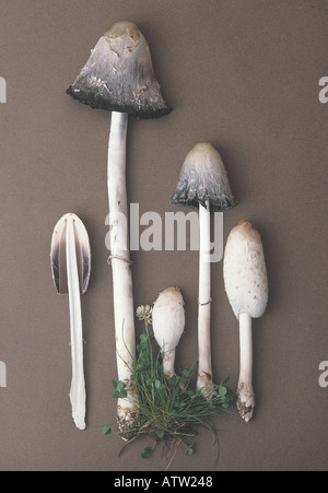 Shaggy Inkcap oder Anwälte Perücke Coprinus Comatus Europäische Kollektion Stockfoto