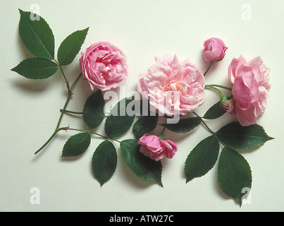 Parsons rosa China, auch bekannt als Old Blush und Rosa X odorata Pallida einer China-Rose Stockfoto