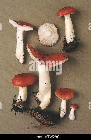 Sickener ubling Emetica Europäische Kollektion Stockfoto