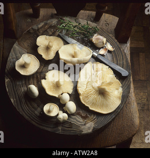 St Georges Pilz Calocybe Gambosa auf einem runden Brett Stockfoto