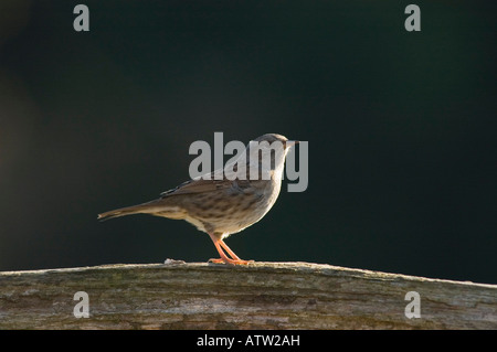 Heckenbraunelle auf Barsch (Prunella Modularis) im Vereinigten Königreich Stockfoto