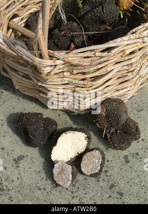 Sommer Trüffel Tuber Aestivum mit Korb Stockfoto