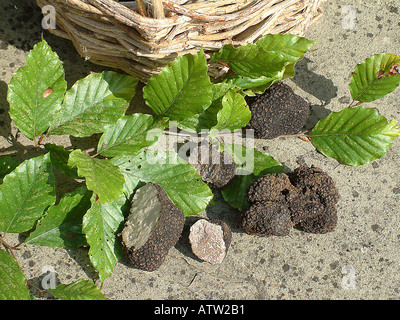 Sommer Trüffel Tuber Aestivum mit Buche Blättern Stockfoto