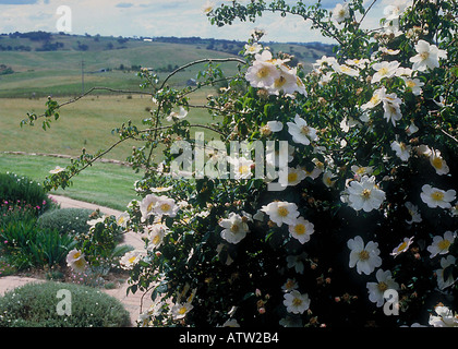 Tag der Hochzeit fotografiert Klettern Rose im Garten von Joan Thompson in Australien Stockfoto