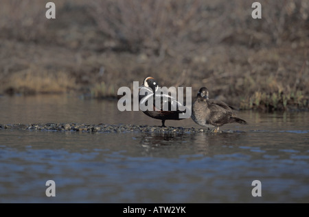Harlekin Ente männlich und weiblich, Histrionicus Histrionicus, auf Kiesbank im Fluss. Stockfoto