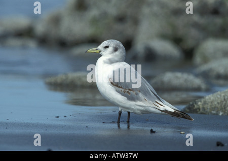 Schwarz-legged Kittiwake ersten Sommer Rissa Tridactyla, am Strand. Stockfoto