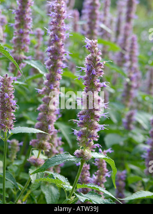 Nesselblatt riesigen Ysop (agastache urticifolia) Stockfoto