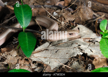 Geschiedenen Fragilis Orbettino Blindschleiche Blindschleiche Anguidae Reptil Sauro Oltrepo Pavese Pavia Lombardia Italien Tiere Tierwelt Stockfoto