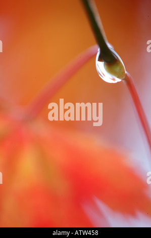 Regentropfen und aus Fokus Herbstlaub Stockfoto