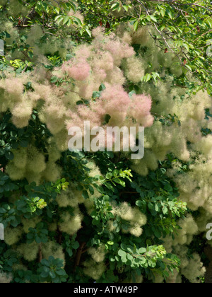 Eurasischen Smoke Tree (cotinus coggygria) Stockfoto