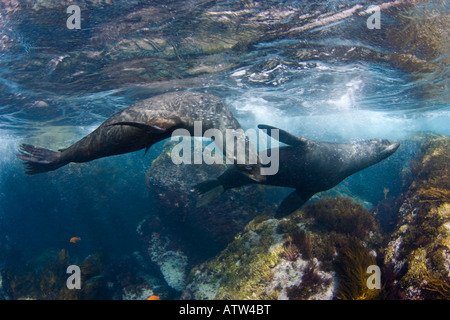 Endemische Guadalupe Pelzrobben, Arctocephalus Townsendi, fotografiert in den Untiefen vor Insel Guadalupe, Mexiko. Stockfoto