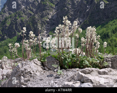 Huflattich (Tussilago farfara) Stockfoto