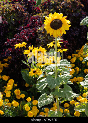 Gemeinsame Sonnenblume (Helianthus annuus), der Kegel Blüte (RUDBECKIA) und Sammetblume (Tagetes) Stockfoto