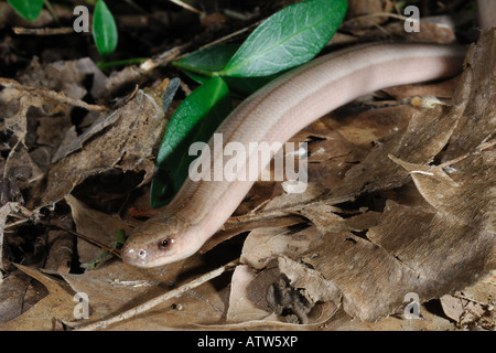 Geschiedenen Fragilis Orbettino Blindschleiche Blindschleiche Anguidae Reptil Sauro Oltrepo Pavese Pavia Lombardia Italien Tiere Tierwelt Stockfoto