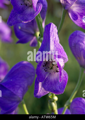 Der carmichael Eisenhut (aconitum carmichaelii) Stockfoto