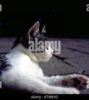 Porträt einer Katze außerhalb liegen. Foto: Willy Matheisl Stockfoto