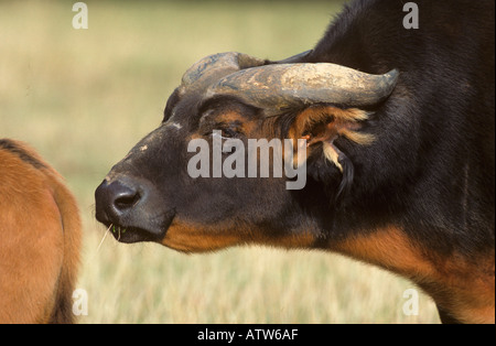 Zwerg Kongo Buffalo Syncerus caffer Stockfoto