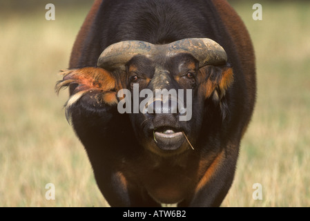 Zwerg Kongo Buffalo Syncerus caffer Stockfoto