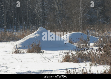 Schnee bedeckt Beaver Lodge in malerischen Saskatchewan Kanada Stockfoto