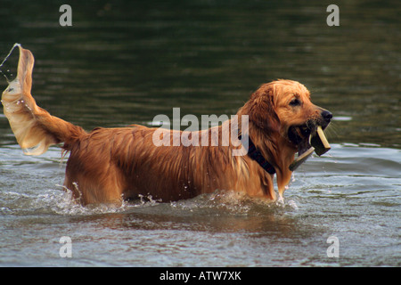 Golden Retriever in den Fluss nass. Stockfoto