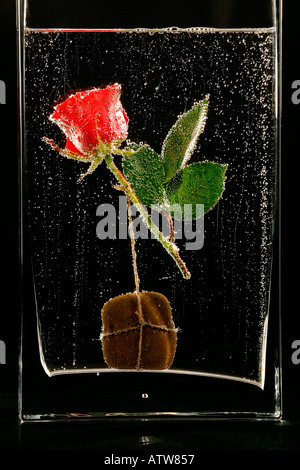 Rose im Wasser im Glas in der Blase Unterwasser, Blume Stockfoto
