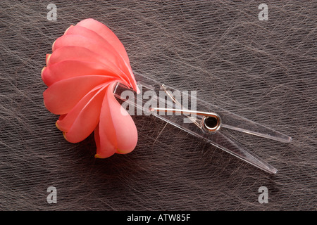 Rosenblüten-Locing von Wäscheklammer auf Stil grauen Hintergrund Stockfoto