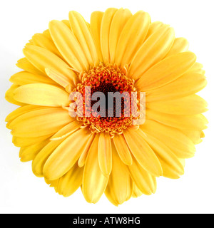 Barebeton Daisy Gerbera Transvaal Daisy Gerbera Jamesonii Blütenstand Stockfoto