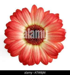 Barebeton Daisy Gerbera Transvaal Daisy Gerbera Jamesonii inflorescens Stockfoto