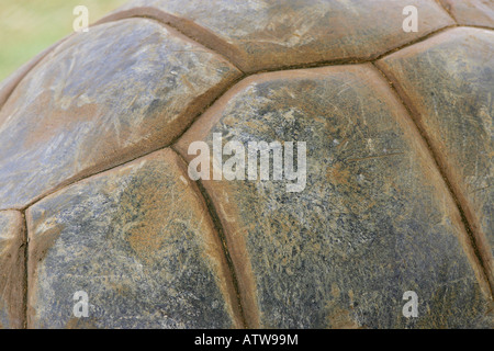 Riesenschildkröten, Sir Seewoosagur Ramgoolam Botanical Gardens, Pamplemousses, Mauritius Stockfoto