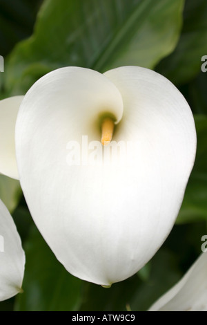 hautnah weiße Lilly Stockfoto