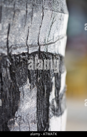 Soft-Fokus Hintergrundbild eines Baumstammes Palm in Farbe Stockfoto