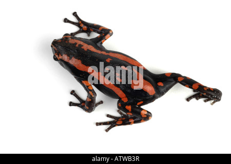 Südafrikanische Schlange-Hals Frosch südafrikanischen Schlange Hals Frosch Phrynomantis Bifasciatus Phrynomerus Bifasciatus laufen von oben Stockfoto