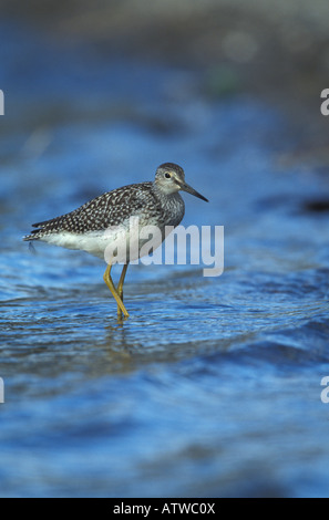 Größere Yellowlegs, Tringa Melanoleuca, im Wasser. Stockfoto