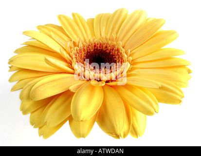 Barebeton Daisy Gerbera Transvaal Daisy Gerbera Jamesonii Blütenstand Stockfoto