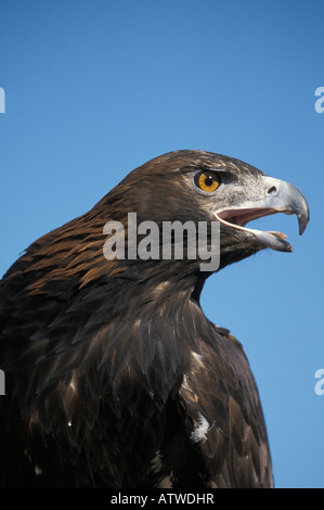 Steinadler Aquila Chrysaetos, Nahaufnahme des Kopfes. Stockfoto
