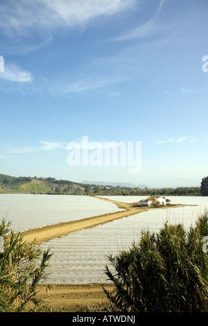 Pflanzen wachsen unter Kunststoff, Valle de Guadalhorce, Provinz Malaga, Spanien, Anfang März 2008 Stockfoto