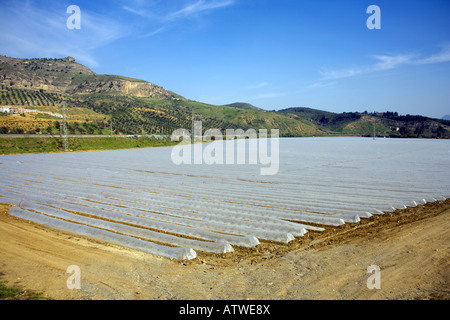 Pflanzen wachsen unter Kunststoff, Valle de Guadalhorce, Provinz Malaga, Spanien, Anfang März 2008 Stockfoto