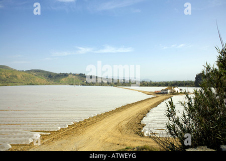 Pflanzen wachsen unter Kunststoff, Valle de Guadalhorce, Provinz Malaga, Spanien, Anfang März 2008 Stockfoto