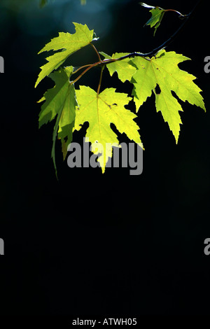 hinterleuchtete Silber Ahorn Blätter mit einem dunklen Hintergrund Stockfoto