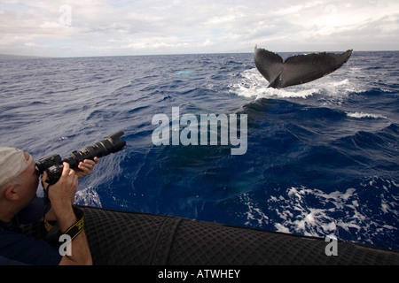 Ein Fotograf auf einer Whale-watching Boot aus Maui, erhält einen Blick am Ende eines Buckelwal, Impressionen Novaeanglia, Hawaii. Stockfoto