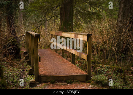 Holzsteg entlang eines Pfades durch einen dichten Wald der Pacific Northwest Stockfoto